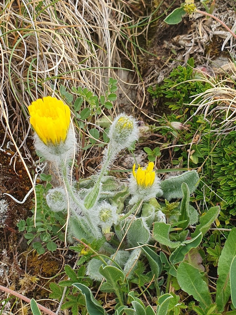 Hieracium bombycinum photo 6