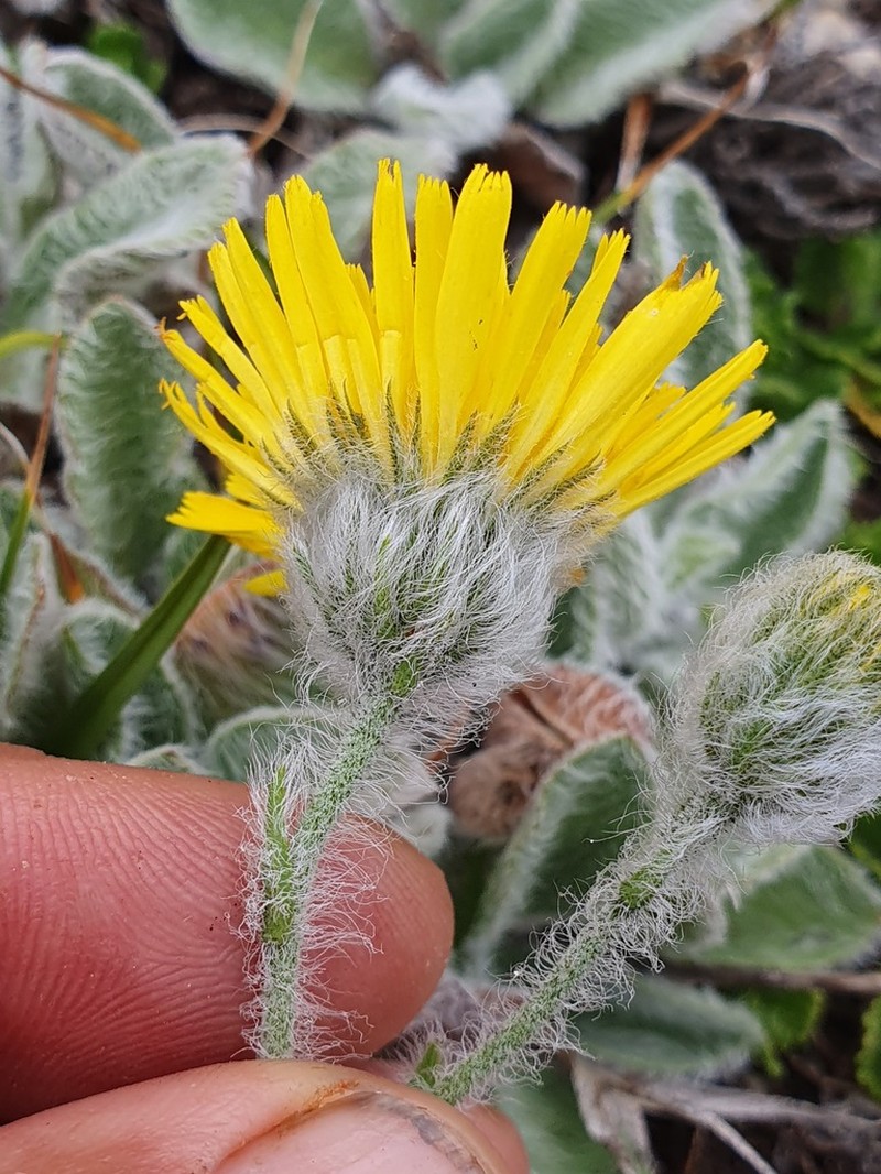 Hieracium bombycinum photo 7