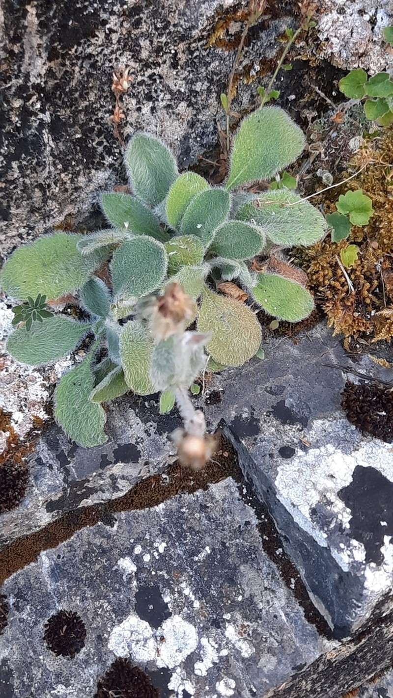 Hieracium bombycinum photo 8