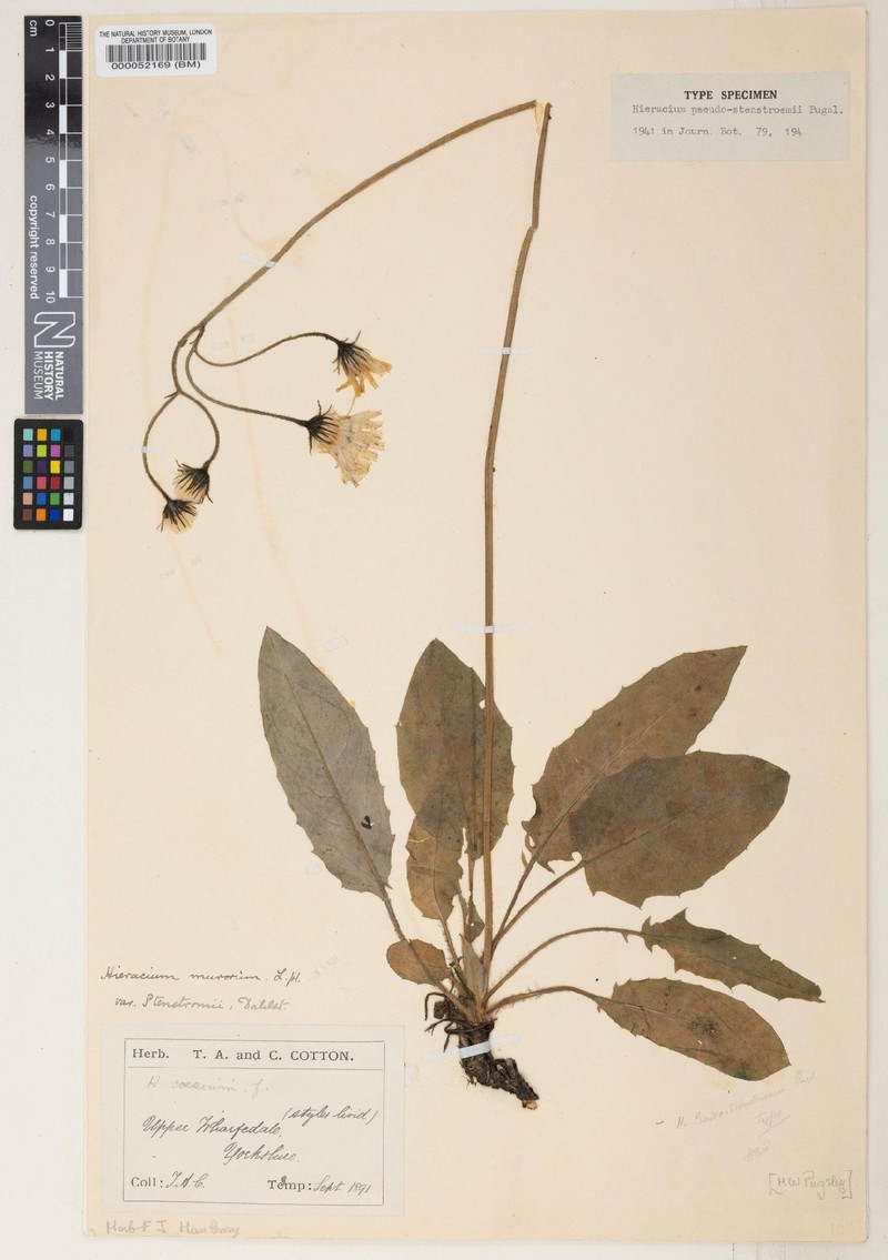 Hieracium boreoanglicum