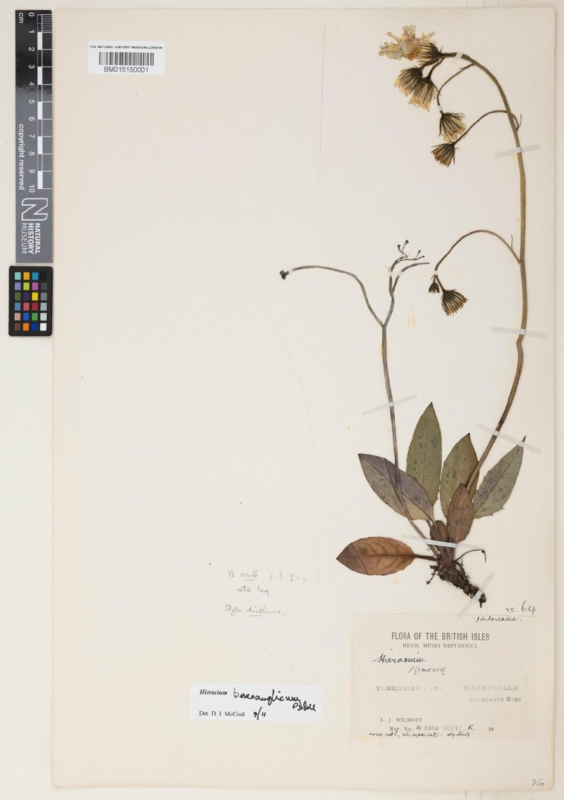 Hieracium boreoanglicum photo 2