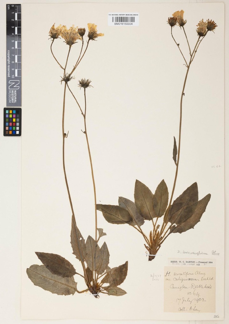 Hieracium boreoanglicum photo 3