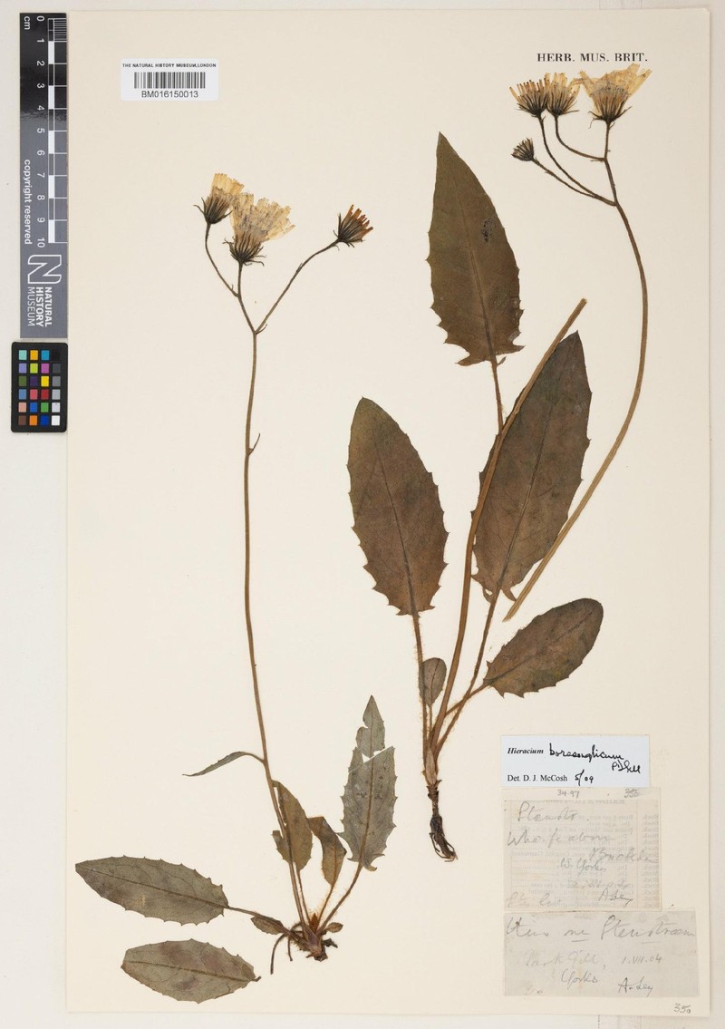 Hieracium boreoanglicum photo 4
