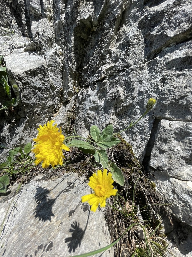 Hieracium bornetii