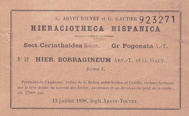 Hieracium borragineum