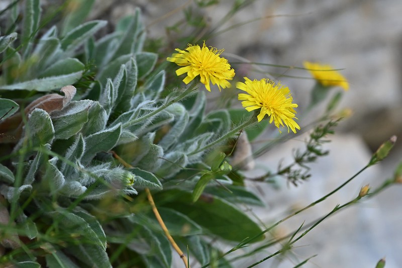 Hieracium bosniacum photo 3