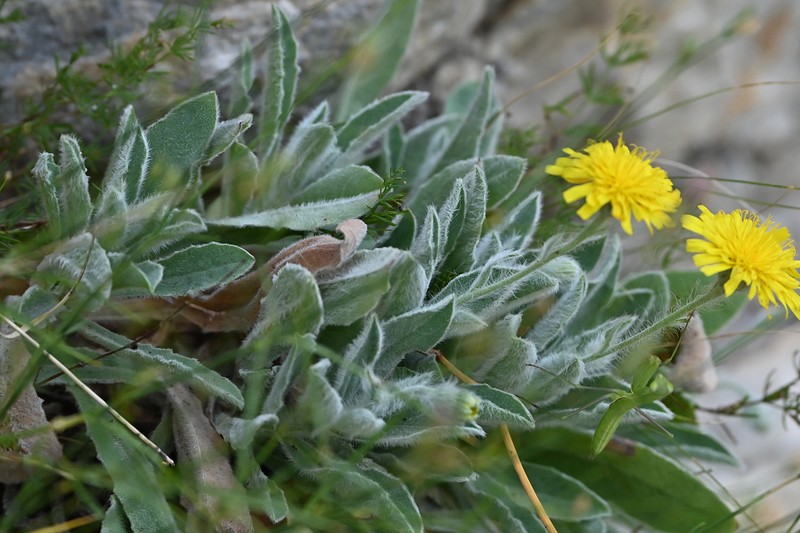 Hieracium bosniacum photo 4