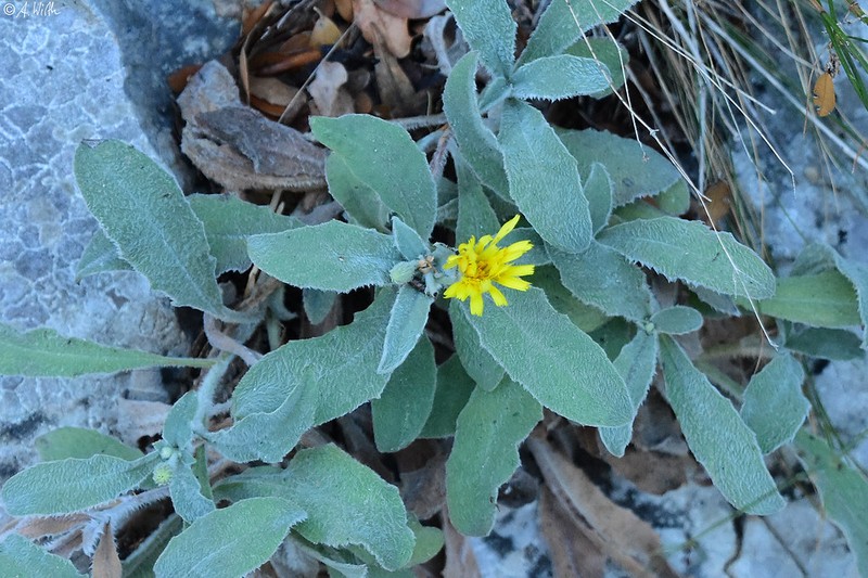 Hieracium bosniacum subsp. dolopicum
