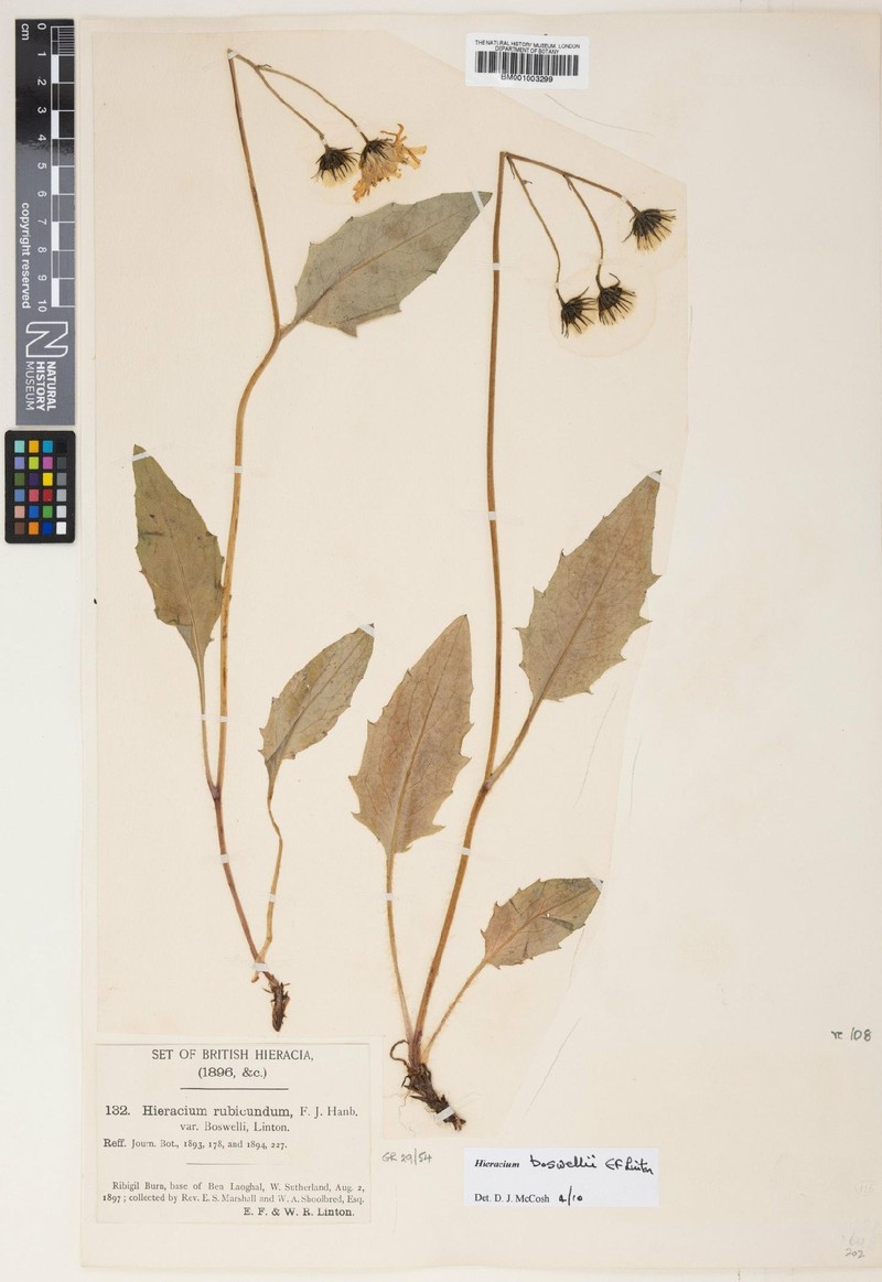 Hieracium boswellii