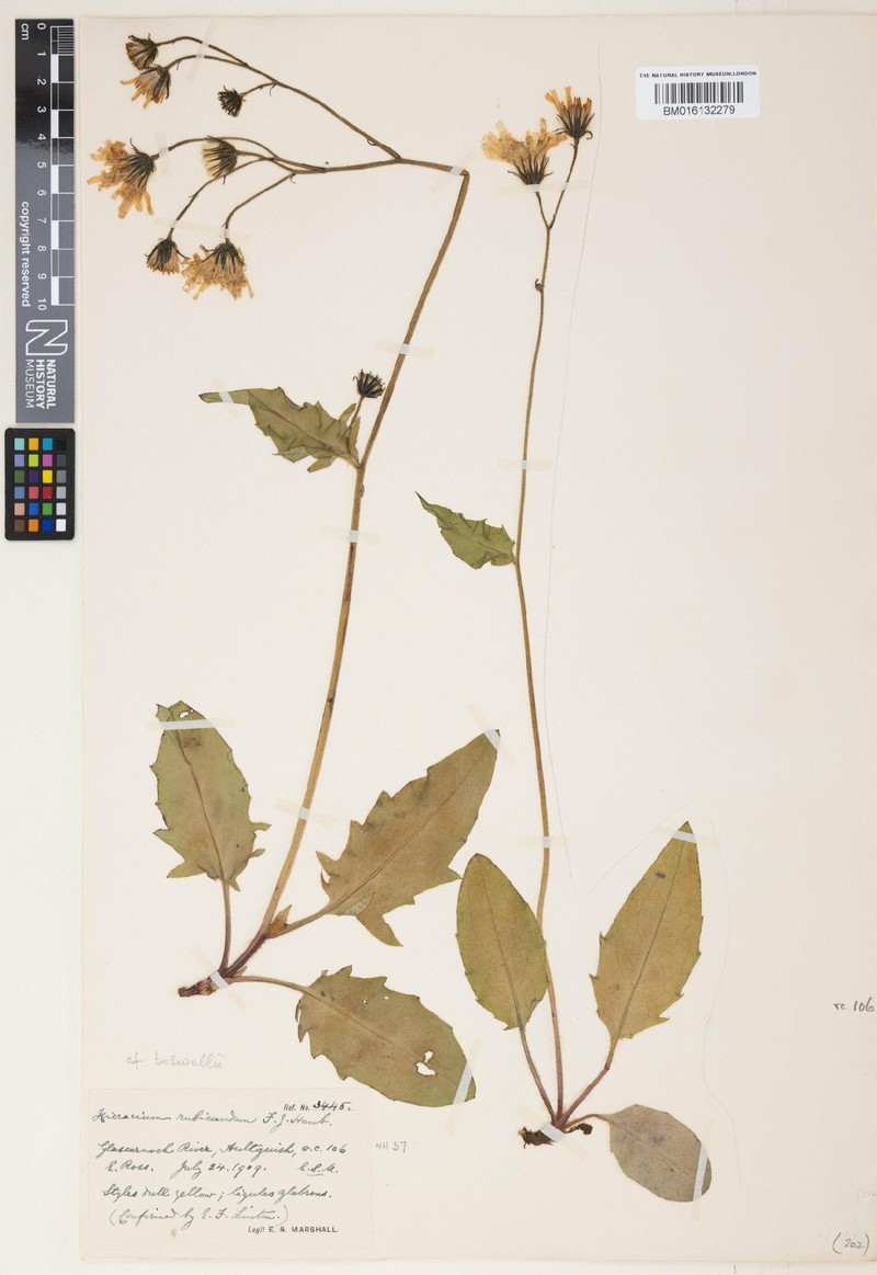 Hieracium boswellii photo 2