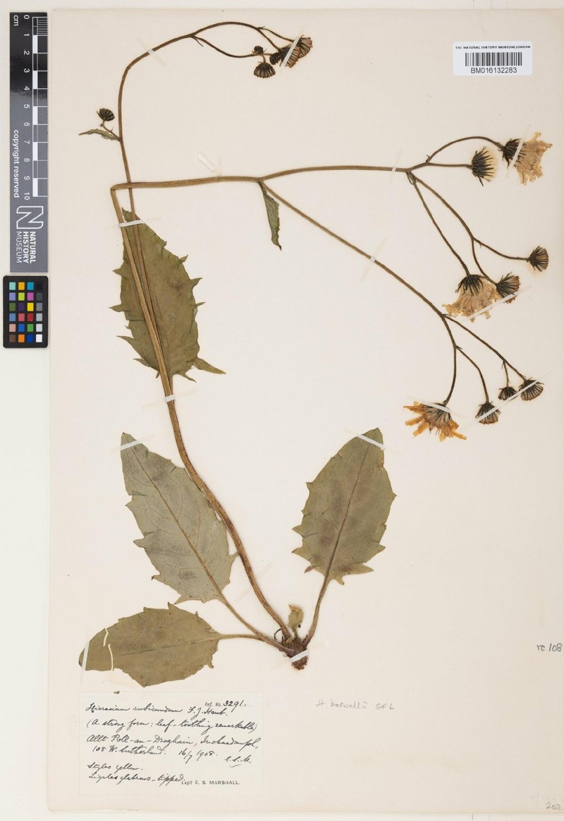 Hieracium boswellii photo 3