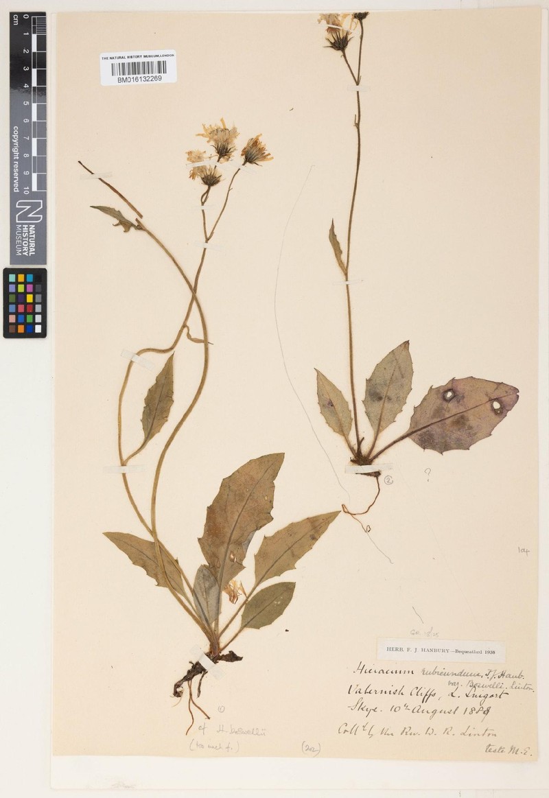 Hieracium boswellii photo 4