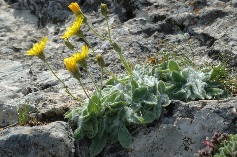 Hieracium bourgaei photo 2