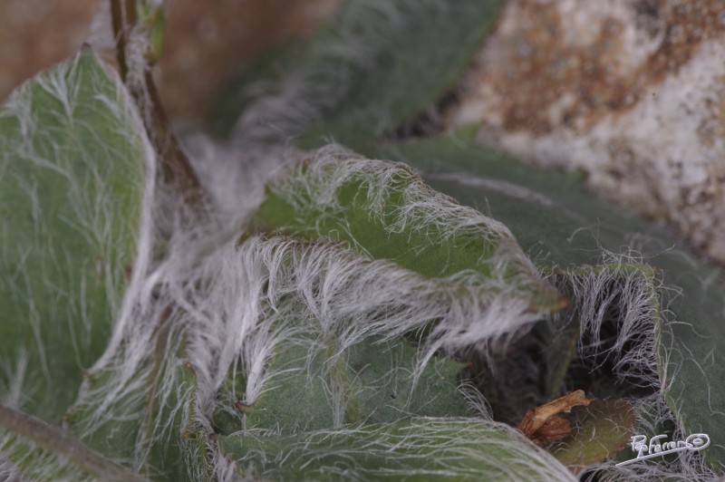 Hieracium bourgaei photo 3