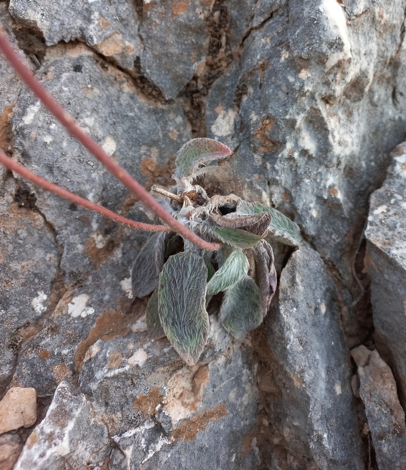 Hieracium bourgaei photo 4