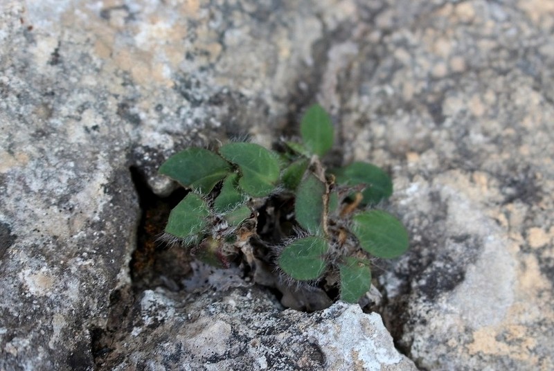 Hieracium bourgaei photo 5