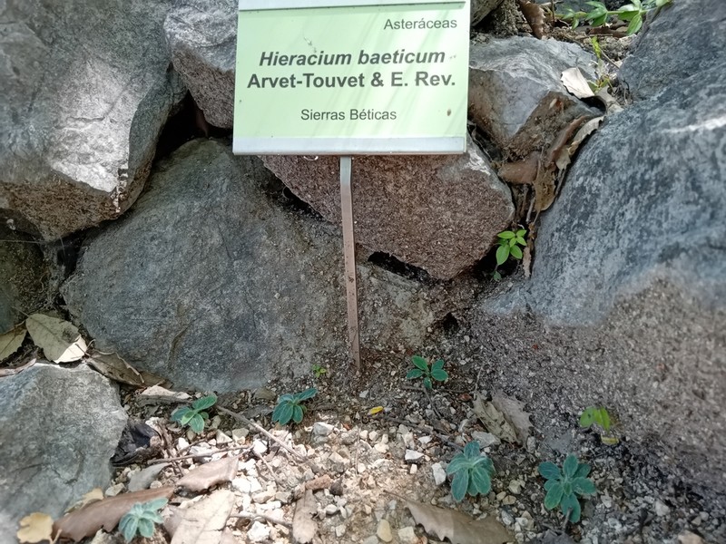 Hieracium bourgaei photo 6