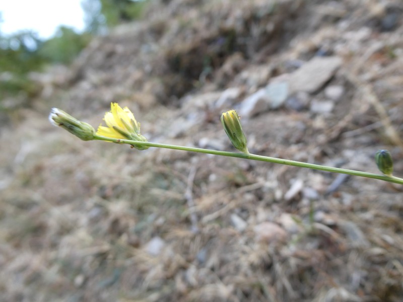Hieracium bracteolatum photo 2
