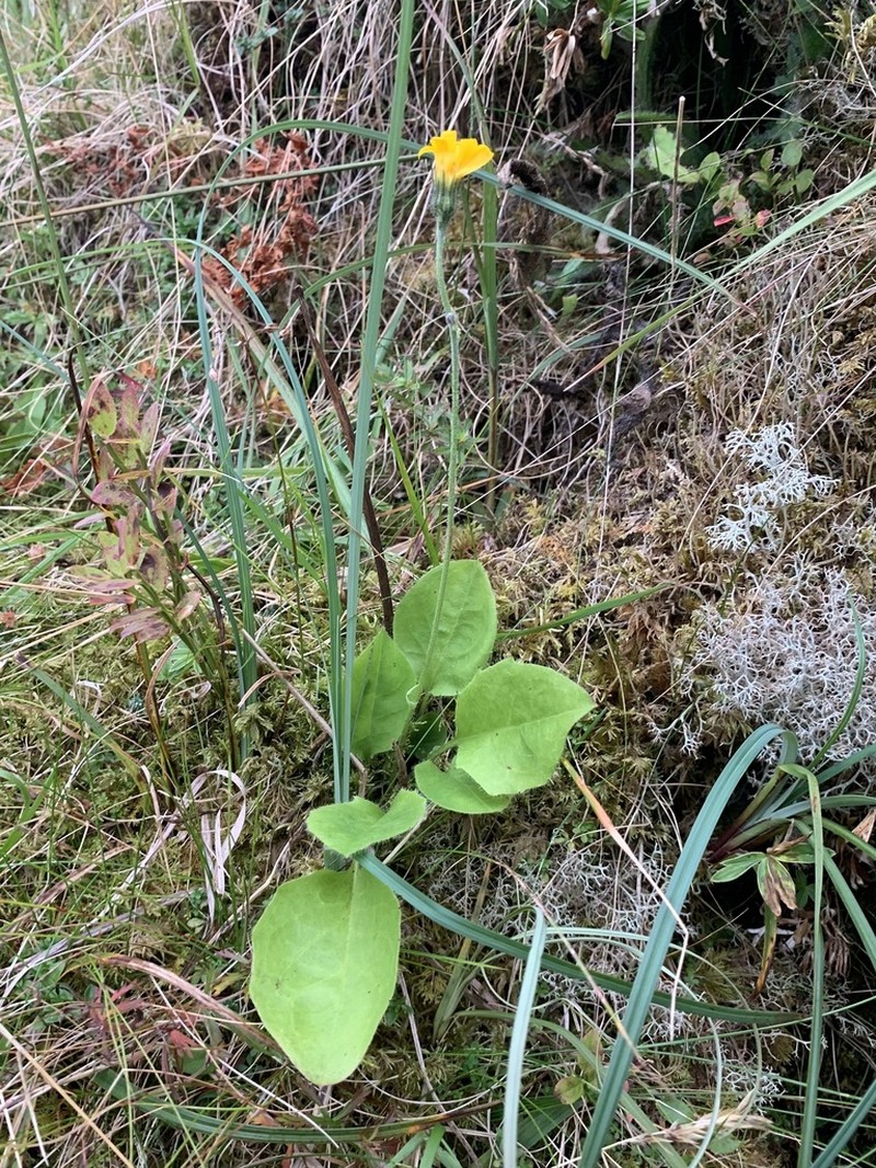 Hieracium breadalbanense