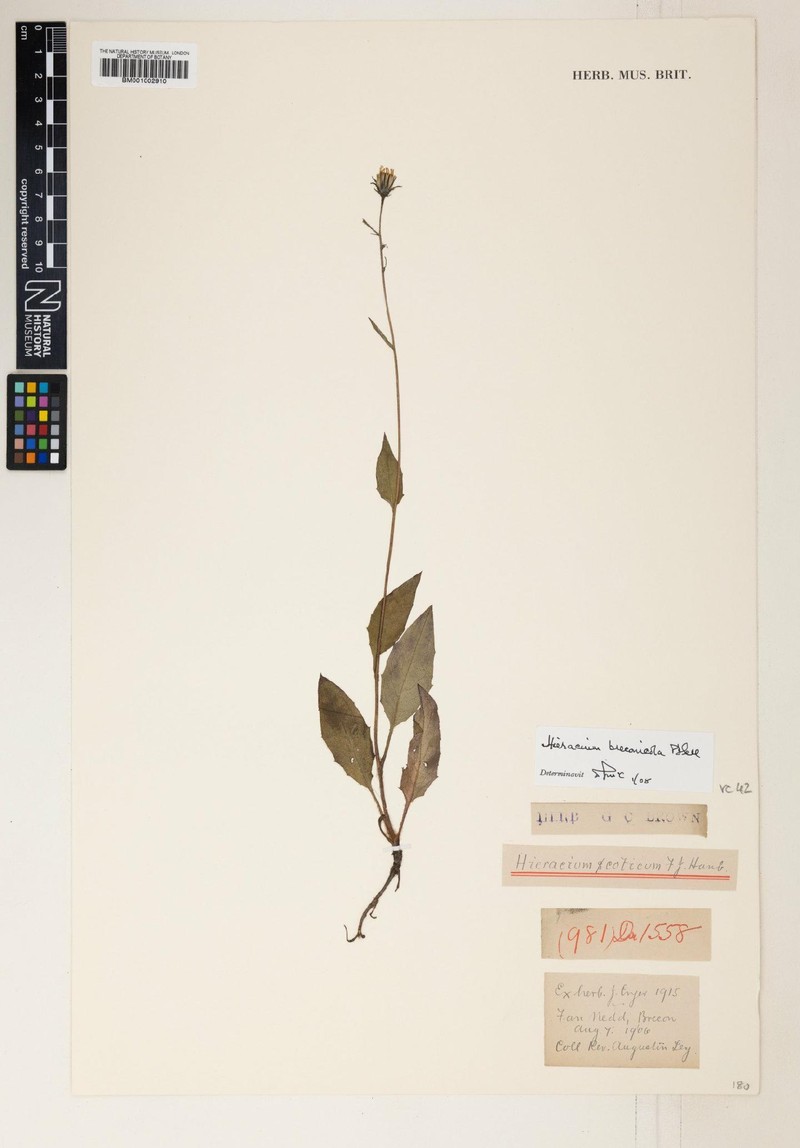 Hieracium breconicola