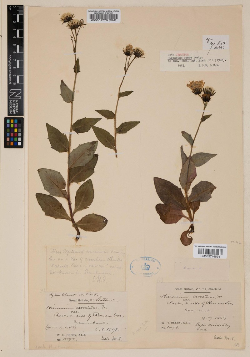 Hieracium breve
