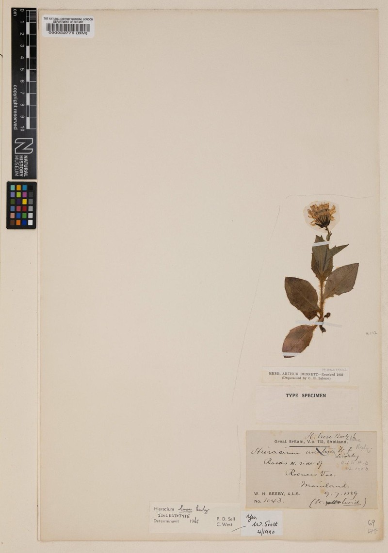Hieracium breve photo 2