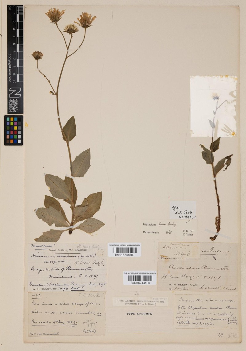 Hieracium breve photo 3