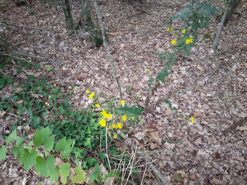 Hieracium brevifolium