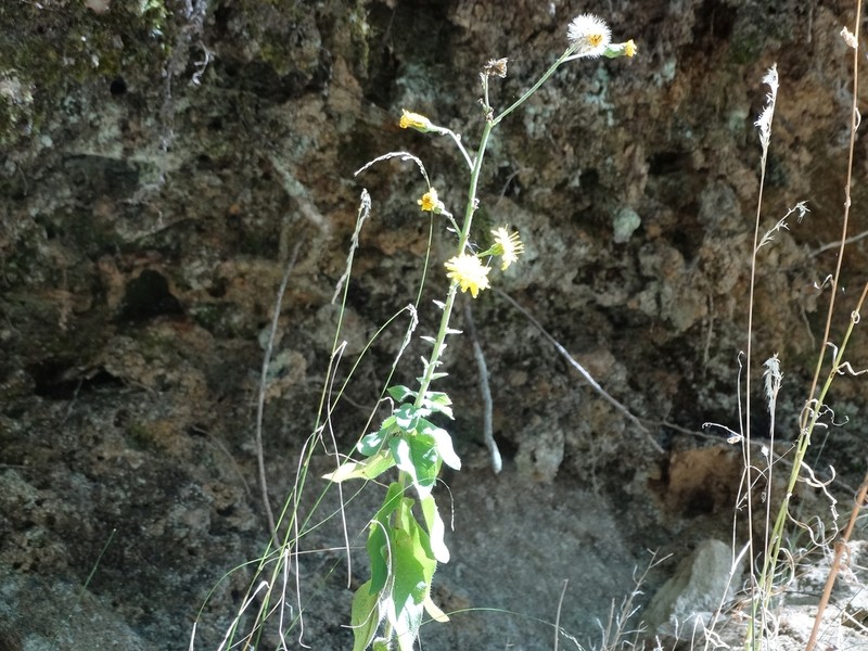 Hieracium brevifolium photo 2