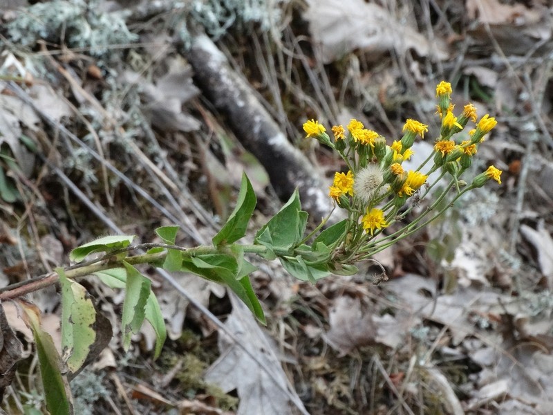 Hieracium brevifolium photo 3