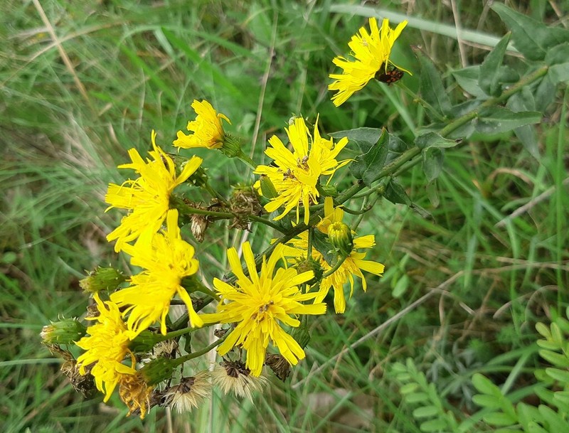 Hieracium brevifolium photo 4