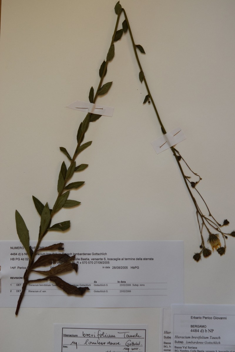 Hieracium brevifolium photo 5