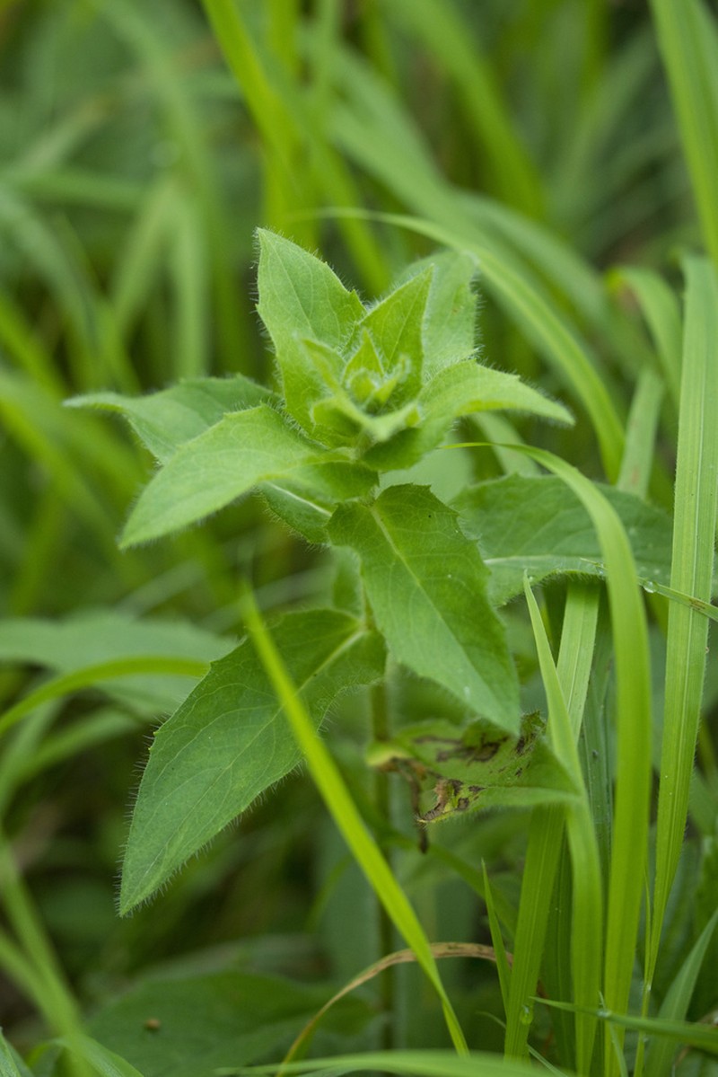 Hieracium brevifolium photo 6