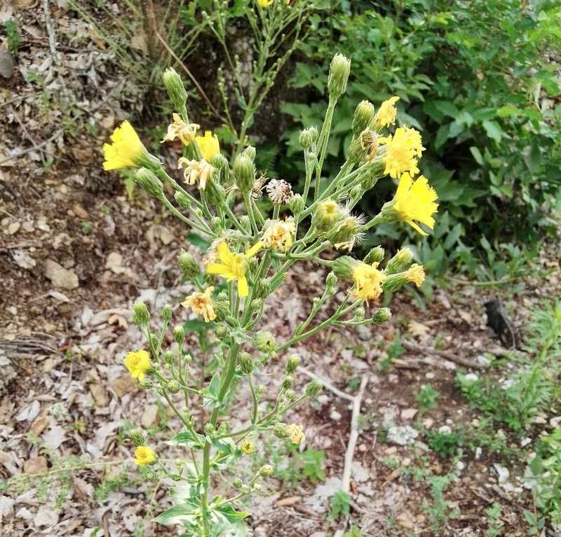 Hieracium brevifolium photo 7
