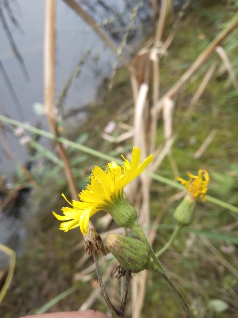 Hieracium brevifolium photo 8