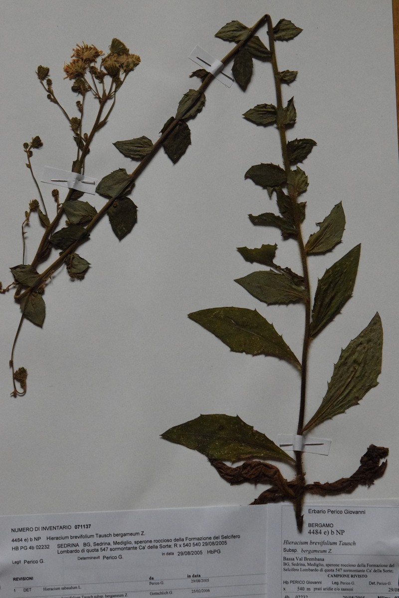 Hieracium brevifolium subsp. bergameum