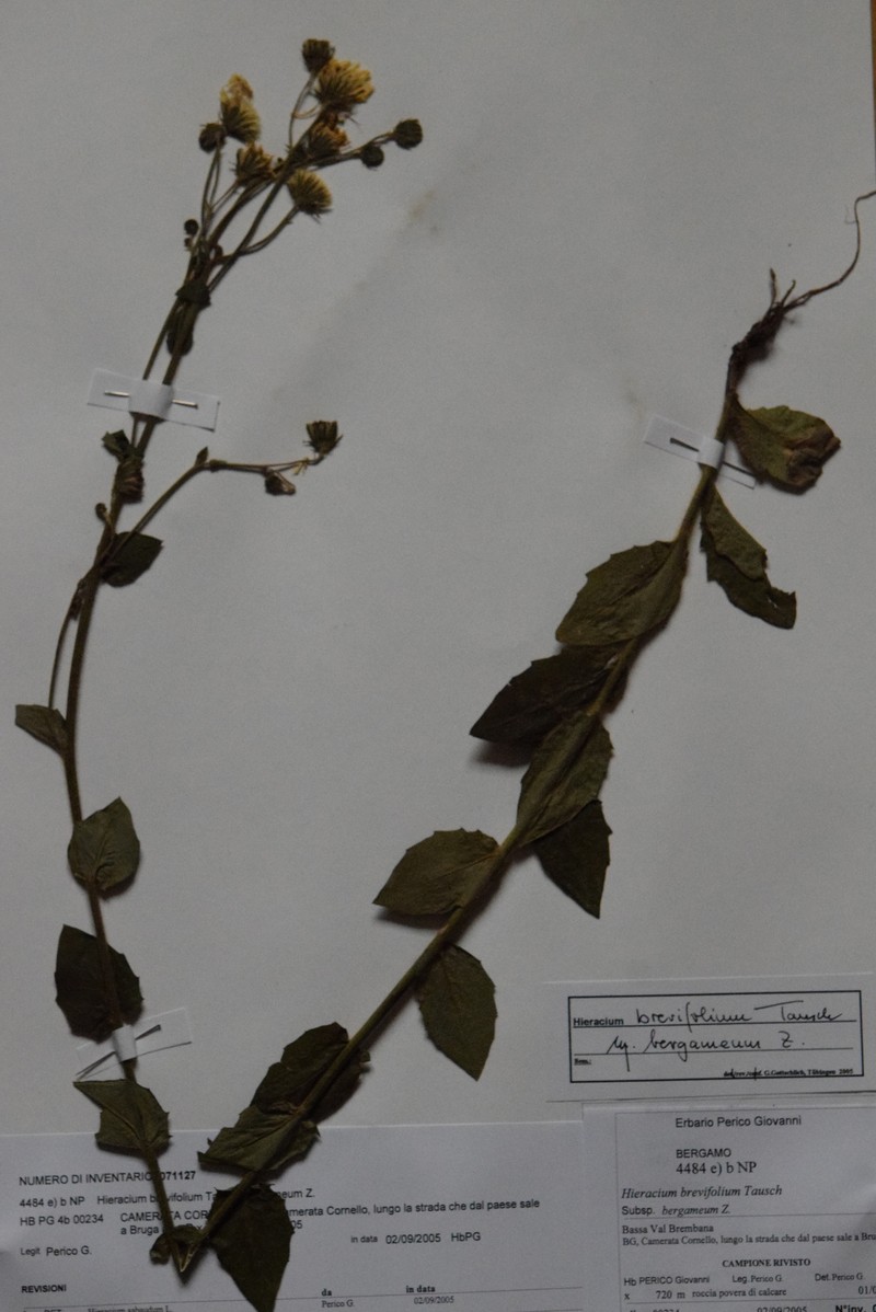 Hieracium brevifolium subsp. bergameum photo 2