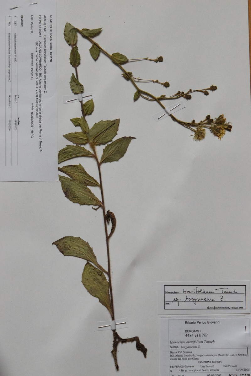 Hieracium brevifolium subsp. bergameum photo 3