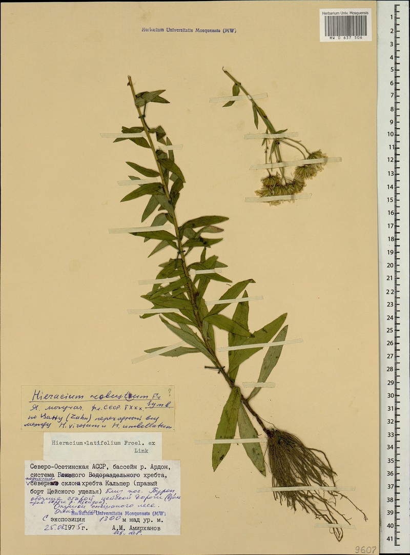 Hieracium brevifolium subsp. brevifolium