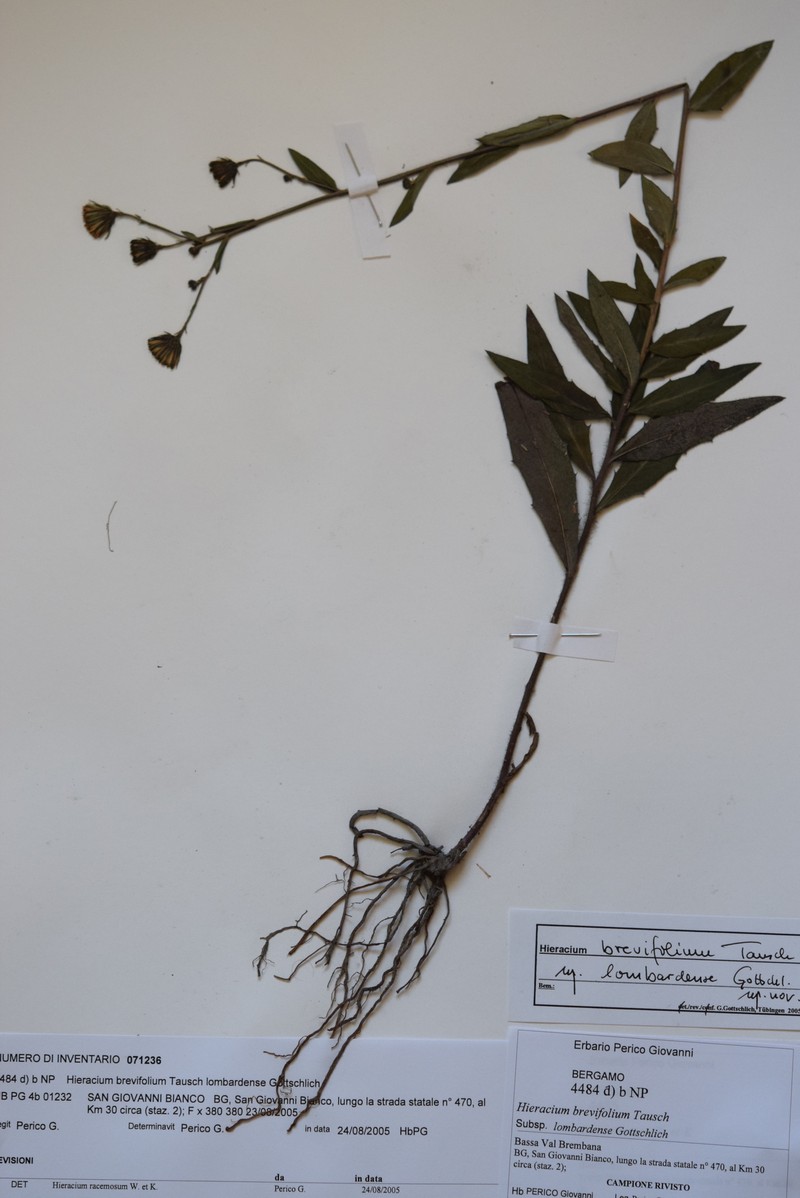 Hieracium brevifolium subsp. lombardense photo 2