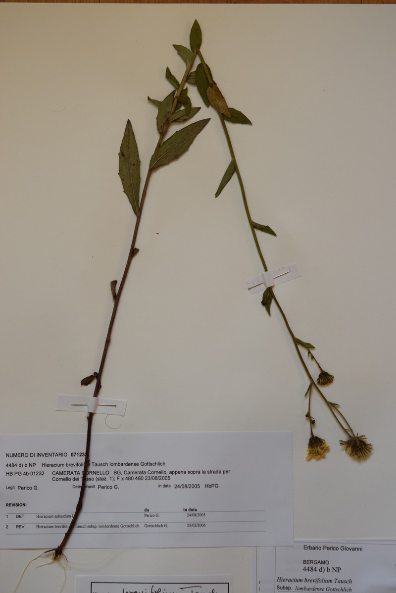 Hieracium brevifolium subsp. lombardense photo 3
