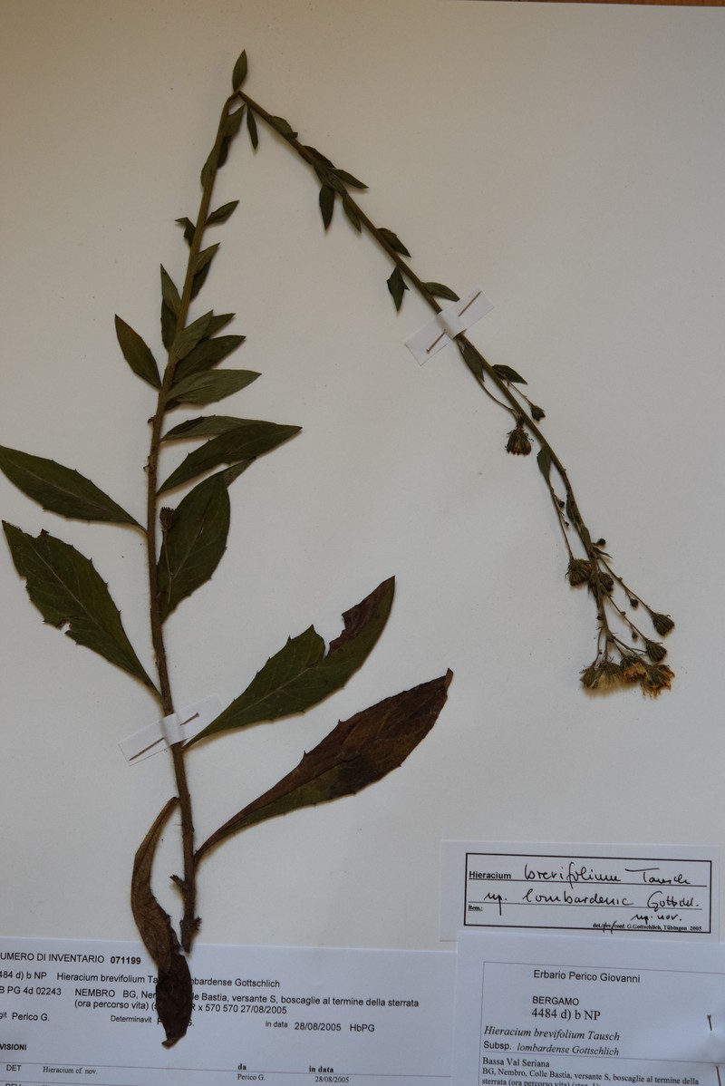 Hieracium brevifolium subsp. lombardense photo 4