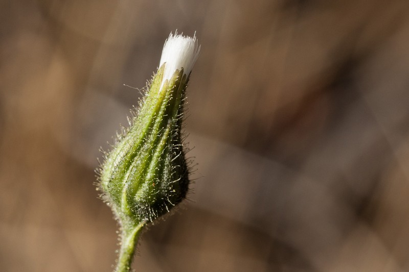 Hieracium brevipilum