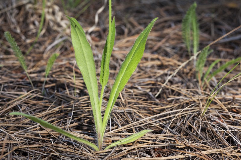 Hieracium brevipilum photo 2