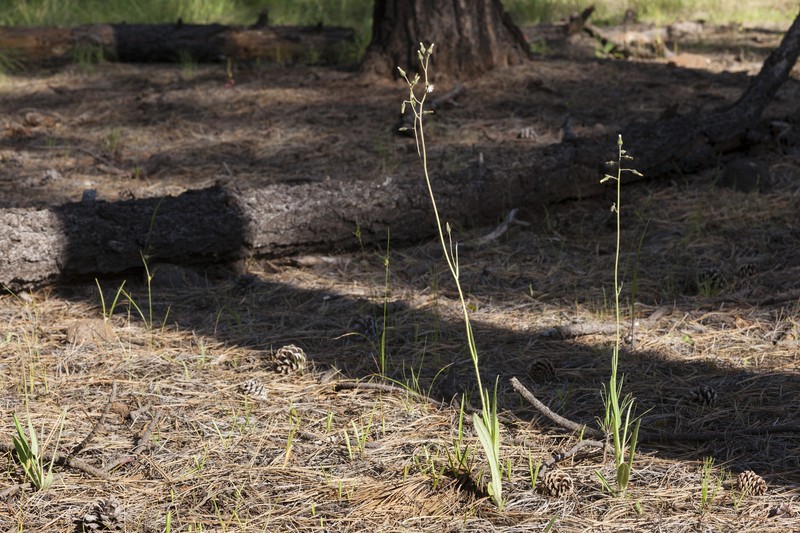 Hieracium brevipilum photo 3