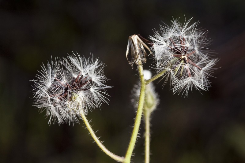 Hieracium brevipilum photo 4