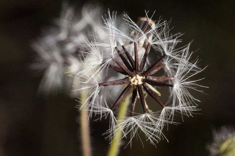 Hieracium brevipilum photo 5