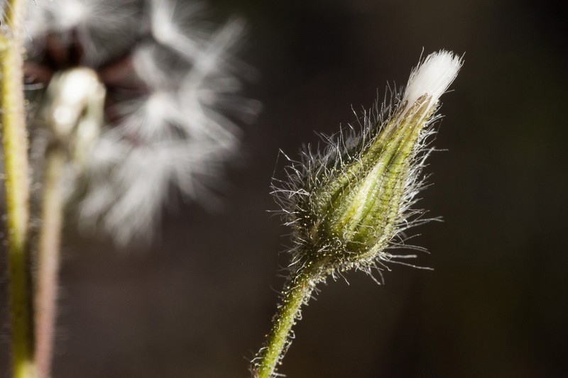 Hieracium brevipilum photo 6