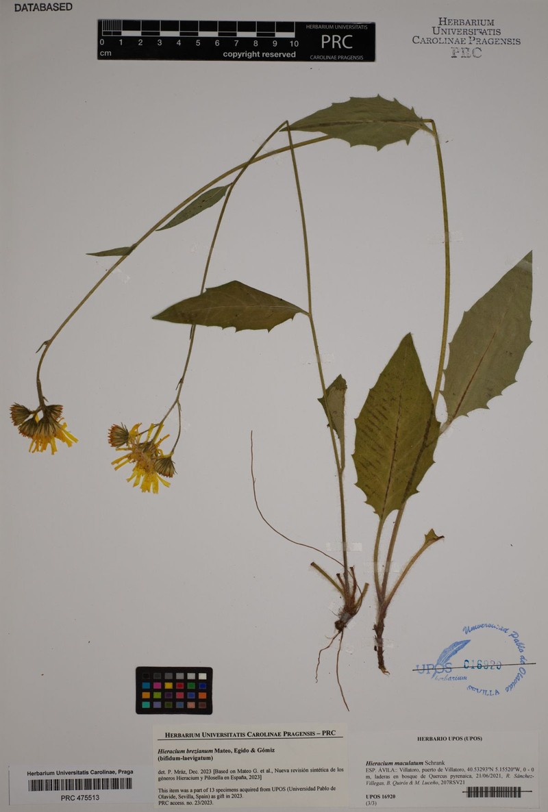 Hieracium brezianum