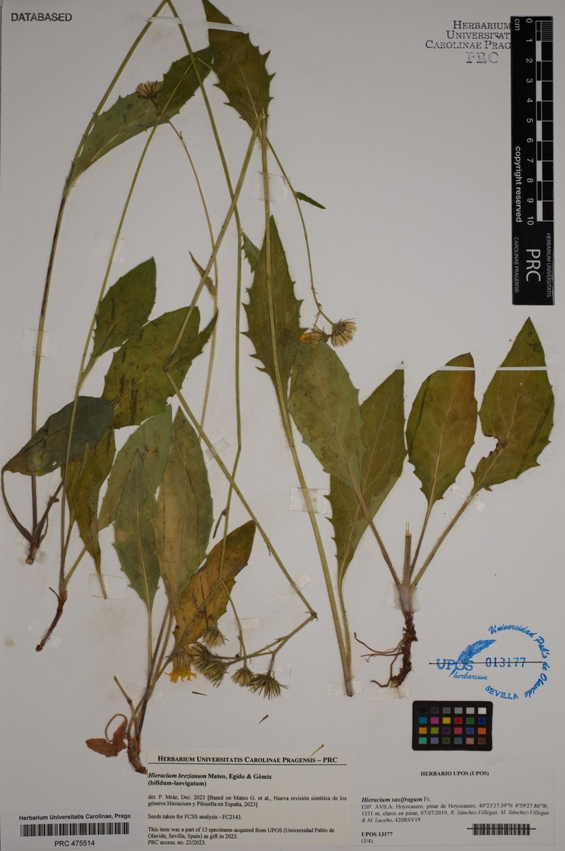 Hieracium brezianum photo 2